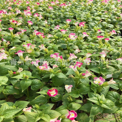 【廠家直銷綠化植物夏堇花卉苗批發(fā)吊盆花卉夏堇花草苗可盆栽】青州市隆聚花卉苗木專業(yè)合作社 - 產(chǎn)品庫(kù)