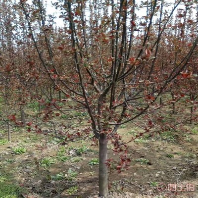 【誠(chéng)信經(jīng)營(yíng)海棠苗廠家木瓜海棠的價(jià)格】泰安高新區(qū)旺運(yùn)苗木中心 - 產(chǎn)品庫(kù)