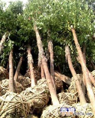 供應灌木30-50公分80元起價 - 供應產品 - 新龍苗木景景觀苗木基地 - 切它網(QieTa.com)