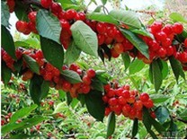 煙臺大櫻桃苗|煙臺大櫻桃苗批發(fā)|煙臺大櫻桃苗哪家好|廠家供應(yīng)圖片|煙臺大櫻桃苗|煙臺大櫻桃苗批發(fā)|煙臺大櫻桃苗哪家好|廠家供應(yīng)產(chǎn)品圖片由煙臺果真天然大櫻桃苗木合作社公司生產(chǎn)提供-