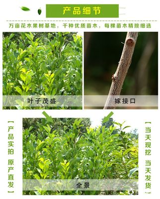 泰安李子樹苗價格及品種規(guī)格詳解：以1公分、2公分恐龍蛋李子樹苗為例