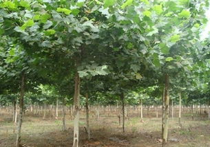 河北法桐苗木基地——優(yōu)質(zhì)苗木的搖籃