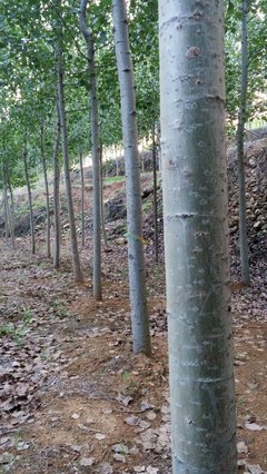 速生楊苗木 特點、栽培與管理