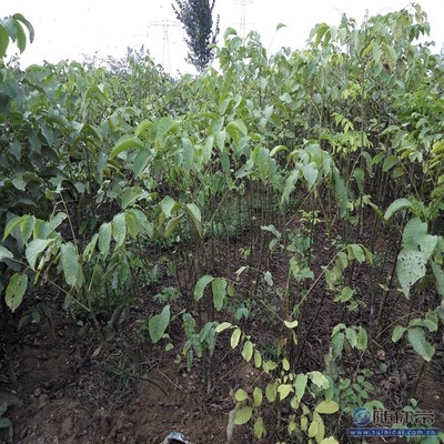 溫185核桃苗 鄭優(yōu)新品種，泰安旺運苗木中心專業(yè)供應