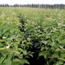 2019年綠化苗木市場價格分析與批發(fā)指南