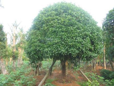 廣東佛山梁氏苗木基地商鋪 品質與信譽的苗木供應商