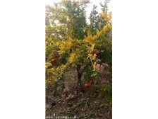 絳縣森之泉苗木種植專業合作社 優質苗木，綠色生態的守護者