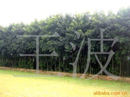 王波綠化苗木產品列表